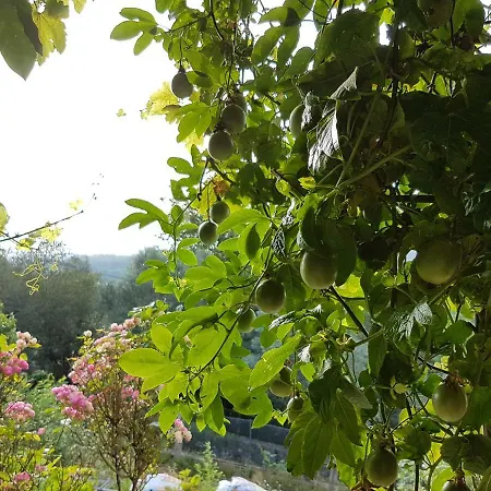 Quinta Santiago No Caminho Da Costa * Vila Nova de Cerveira